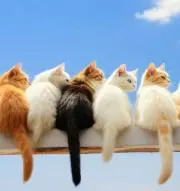 舞の画像