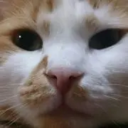 みい(´ω｀)