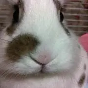 めぐの画像