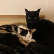 黒猫と三毛猫の画像