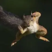 DSKの画像