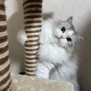 ちかのんの画像