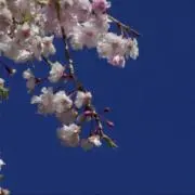 ゆき※プロフ確認して下さい※の画像