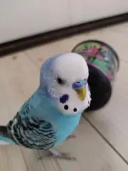 あおなの画像