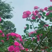 Manaの画像