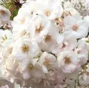 milk‥プロフ必読の画像
