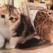 なでし子。おまとめ割引ありの画像
