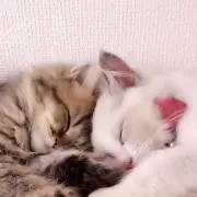 ぽぽたん