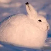 しお