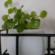 たかさーんの画像