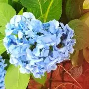neige*の画像