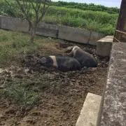 kazuの画像