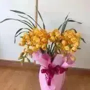秀樹の画像