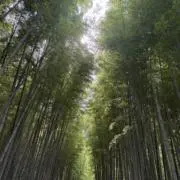 no☆buの画像