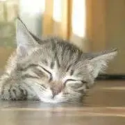 かの画像