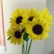 ととんの画像