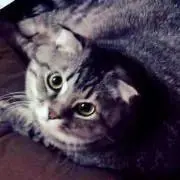 メリー