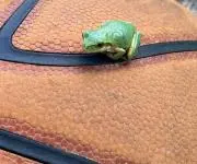 ユウユウ