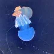 mooの画像