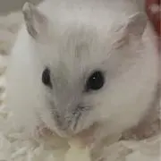トロロの画像