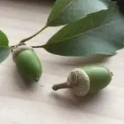 *ᴗ✿椎の実✿ᴗ*の画像