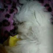 ももちゃん