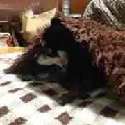 ほのちゃん