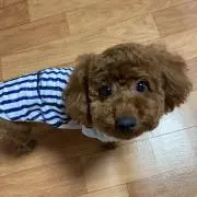コロ(プロフお読みください)の画像