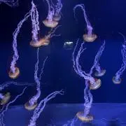 ｙの画像