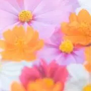 はなはな(*≧∀≦*)の画像