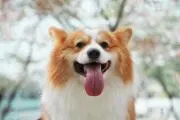 madの画像