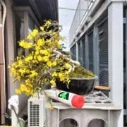 尾州