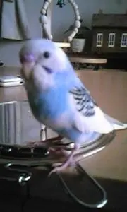 ポポちゃんの画像