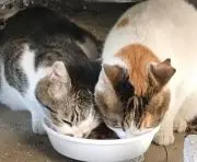 ヨッシー