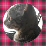 みかんの画像