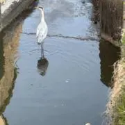 ノブナガの画像