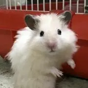 こば