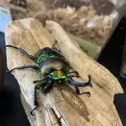 swordfish.kjの画像