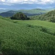 やくもふぁーむの画像