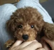 むぎちゃんの画像