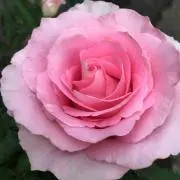 Camellia