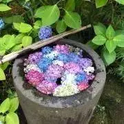 MAYAの画像