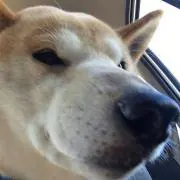 ストライド
