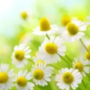 Chamomile****の画像