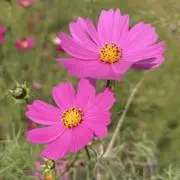 hakuの画像