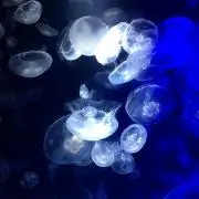 keiの画像