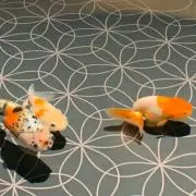 libraの画像