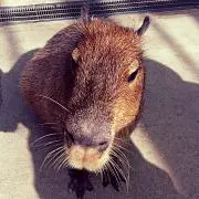 カピバラちゃん