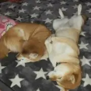 ぁき
