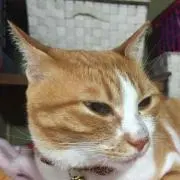 どばてぃー